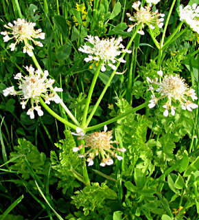 אחו בנימינה, מרץ, צילום: © ערגה אלוני