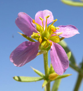 צילום: © מורי חן