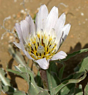 מצפה רמון, מרץ. צילום: © אלי ליבנה