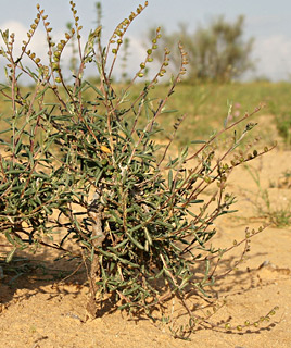 מכתש רמון, מרץ. צילום: © אלי ליבנה