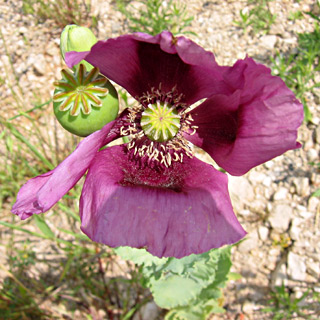 שולי כביש רמלה לוד, ינואר. צילום: © שרה גולד