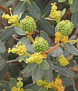 מכתש רמון, מרץ. צילום: © אלי ליבנה