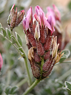 מכתש רמון, מרץ. צילום: © אלי ליבנה