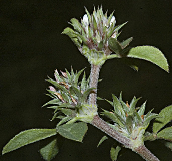 מרץ. צילום: © יהודה מרטה