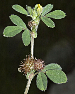 מרץ. צילום: © יהודה מרטה