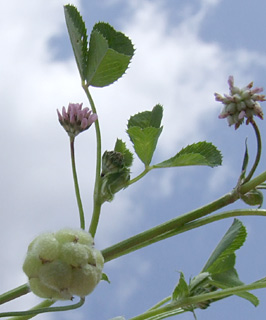 מבשרת ציון, מרץ. 
צילום: © שרה גולד
