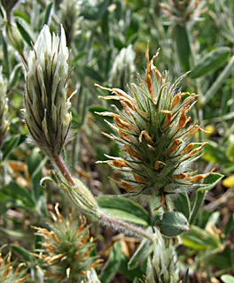 גן לאומי חוף השרון, אפריל. צילום: © שרה גולד