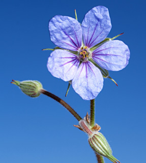בתל-אביב, מרץ. צילום: © דרור מלמד