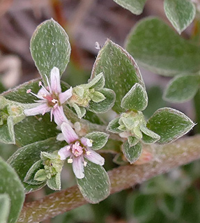 חוות הנוי ליד רופין, 5-2018. צילום: © שרה גולד