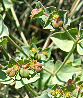 גן לאומי חוף השרון, אפריל. צילום: © שרה גולד