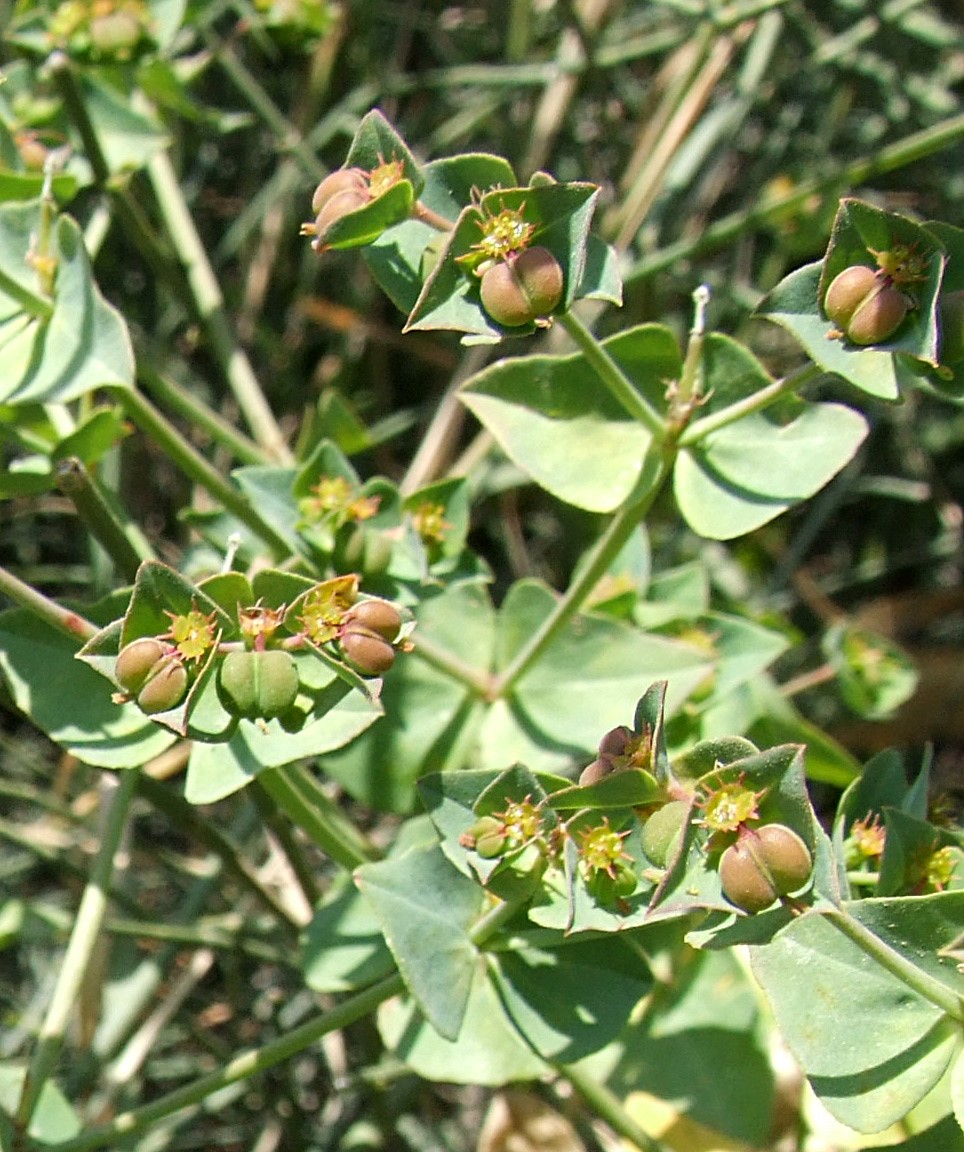 פירות ופרחים מקרוב. צילום: שרה גולד