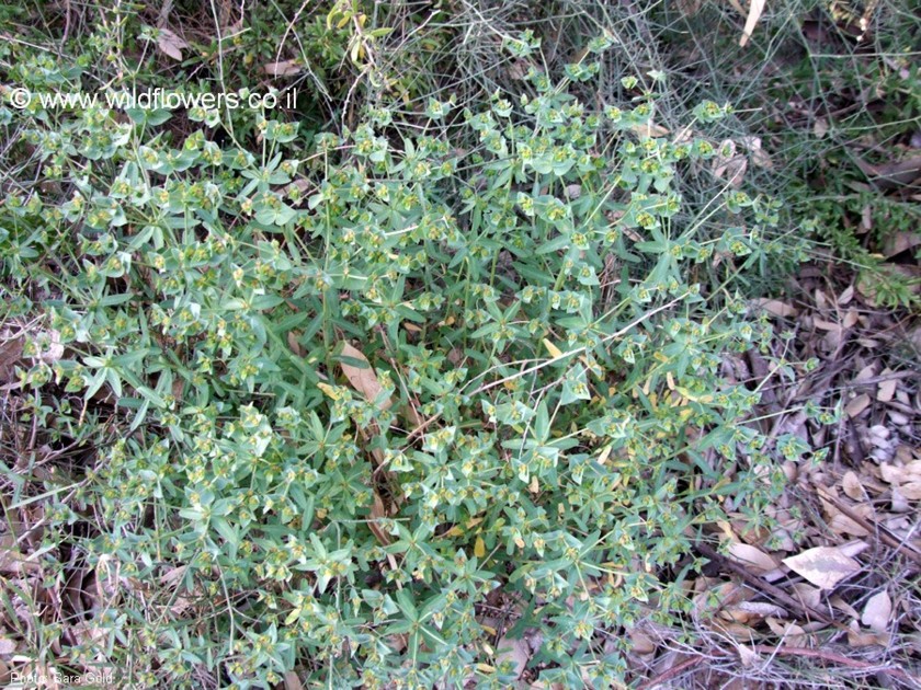 מראה כללי הצמח בנוף. צילום: שרה גולד