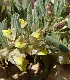 נחל חורשה, אפריל. צילום: © שרה גולד