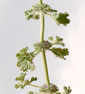 נחל חורשה, אפריל. צילום: © שרה גולד