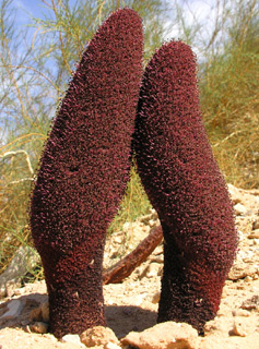 נחל אלות, אפריל. צילום: © מורי חן