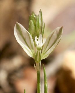 מירון, מאי. צילום: © אלי ליבנה