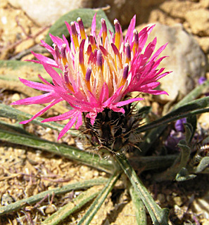 בורות לוץ, אפריל. צילום: © שרה גולד