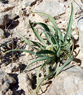 בורות לוץ, אפריל. צילום: © שרה גולד  