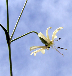 בורות לוץ, אפריל. צילום: © שרה גולד