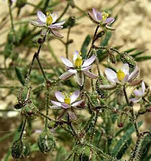 נוה מדבר בערבה, אפריל. צילום: © שרה גולד