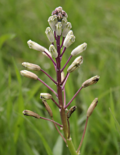  בורות לוץ, מרץ. צילום: © אלי ליבנה