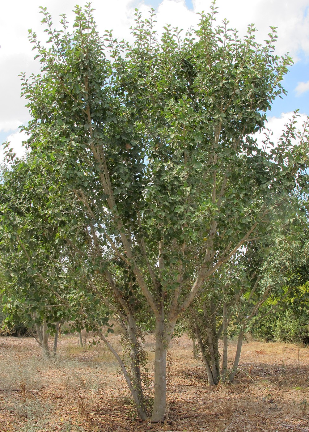 הפרי גדל על הגזע. צילום: שרה גולד
