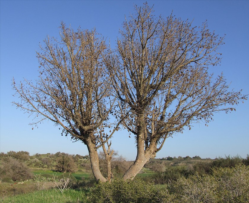 העץ בנוף. צילום: שרה גולד