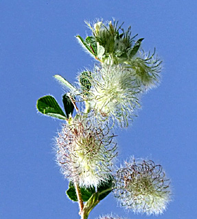 עמק האלה, אפריל. צילום: © שרה גולד