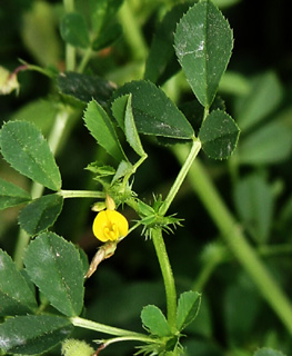 באסה הרצליה, אפריל. צילום: © אלי ליבנה