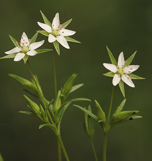 ראש פינה, 4-2017. צילום: © שרה גולד