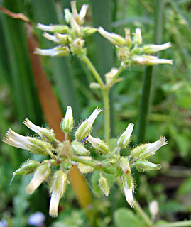 אפריל. צילום: © ערגה אלוני