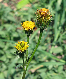 אפריל. צילום: © ערגה אלוני