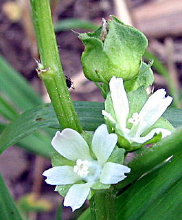 אפריל. צילום: © ערגה אלוני