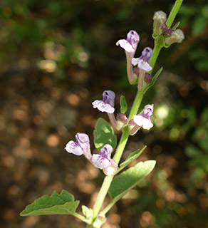 קרן ברתות -נחל כזיב, 5-2018. צילום: © שרה גולד