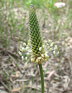 מאי. צילום: © ערגה אלוני