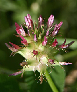 אפריל. 
צילום: © אלי ליבנה