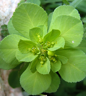 שרון, ינואר. צילום: © ערה אלוני