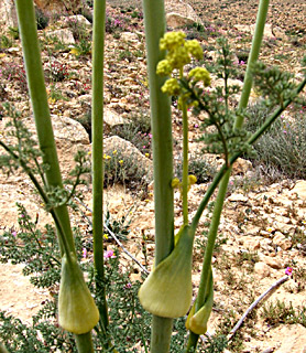 בורות לוץ, אפריל, צילום: © שרה גולד