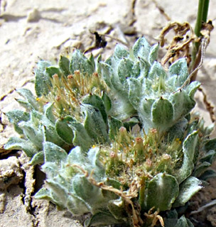 בורות לוץ, אפריל. צילום: © שרה גולד