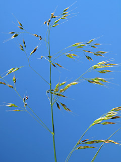 גלבוע, 23-3-2012. צילום: © דרור מלמד