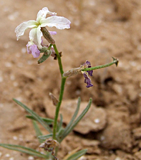 הר הנגב, אפריל. צילום: © שרה גולד