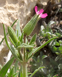 בורות לוץ, 2-2014. צילום: © שרה גולד