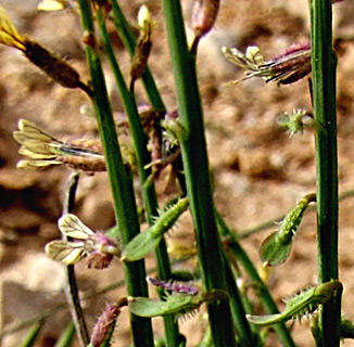 בורות לוץ, אפריל, צילום: © שרה גולד