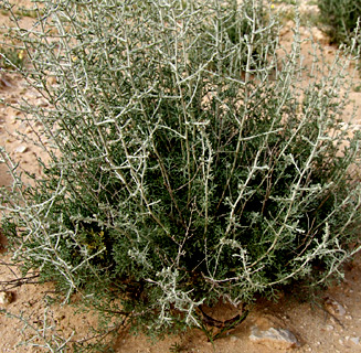 בורות לוץ, אפריל. צילום: © שרה גולד