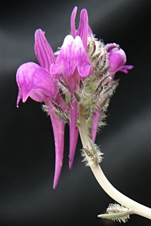 גבעות הכורכר נס ציונה, מרץ. צילום: © אלי ליבנה