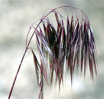 אפריל. צילום: © אלי ליבנה