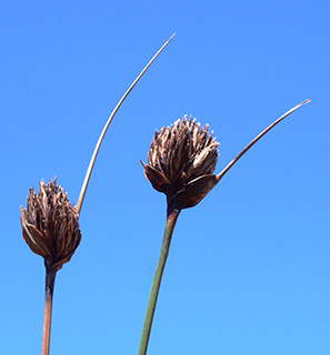 עמק עכו. צילום: © דרור מלמד