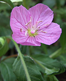 בגינת הבית (הגיע מהמשתלה), אפריל. צילום: © שרה גולד