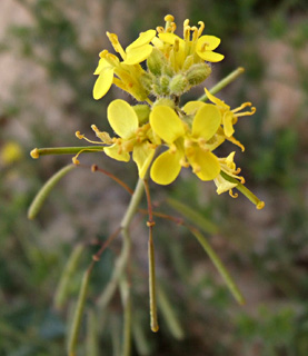 צילום: © שרה גולד  
