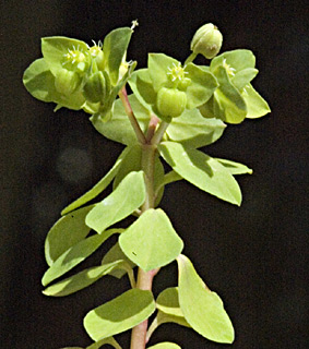 צילום: © יהודה מרטה